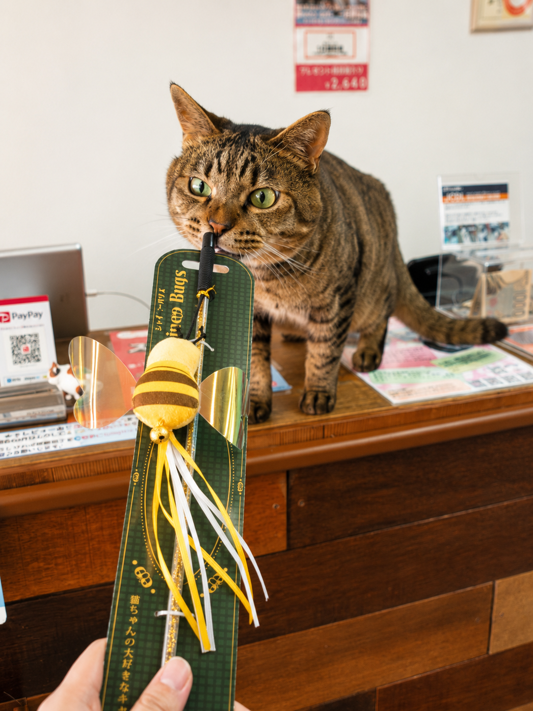 楽neko cafeへ猫おもちゃの寄付
